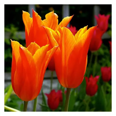 (10) BALLERINA LILY- FLOWERING TULIPS