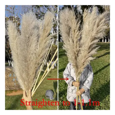 (grey, 10pcs) 110cm Tall And Fluffy Large Pampas Grass For Elegant Home Decoration Garden And Bo