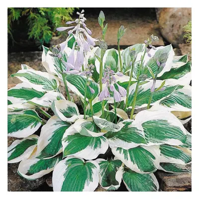 Ready Potted Litre Pot HOSTA PATRIOT PLANTAIN LILY