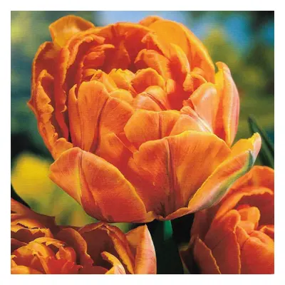 (20) ORANGE PRINCESS DOUBLE LATE (PAEONY FLOWERED) TULIPS