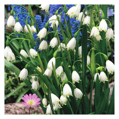 (20) LEUCOJUM AESTIVUM GIANT SNOWDROP (SUMMER SNOWFLAKE)