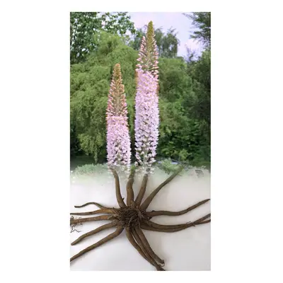 (1) EREMURUS ROBUSTUS FOXTAIL LILY