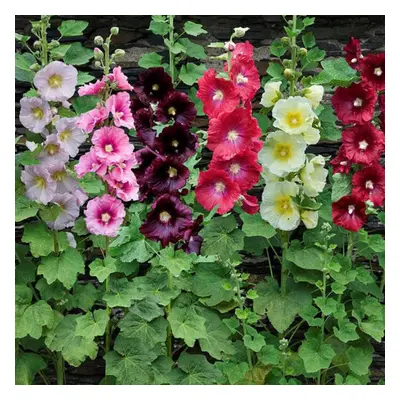 POTTED ALCEA ROSEA HOLLYHOCKS MIXED