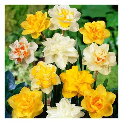 (20) MIXED DOUBLE DAFFODIL