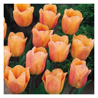 (20) APRICOT BEAUTY SINGLE EARLY TULIP