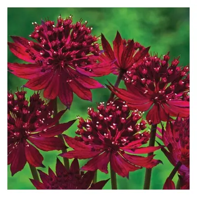 (1) ASTRANTIA MAJOR CLARET