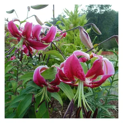 (6) BLACK BEAUTY ORIENTAL TRUMPET LILY (TREE LIKE LILY)