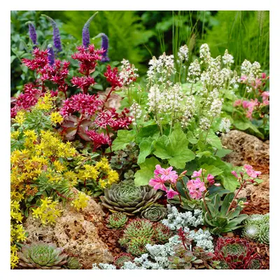 (24) Mixed Alpine Plants - Vibrant Garden Perennial Large Flowering Rockery Alpines