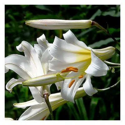 (6) LILIUM CANDIDUM (MADONNA LILY)