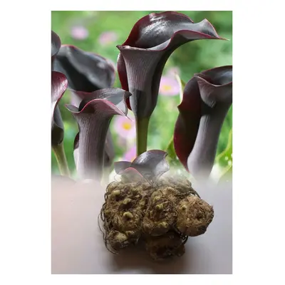 (5) ZANTEDESCHIA BLACK STAR CALLA (Arum) Lily