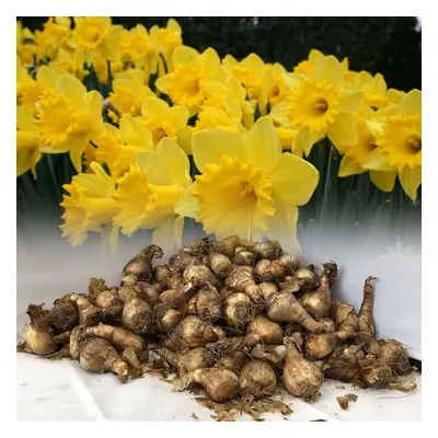 (1KG) KING ALFRED TRUMPET DAFFODIL BULBS VIVID YELLOW GARDEN SPRING PERENNIAL