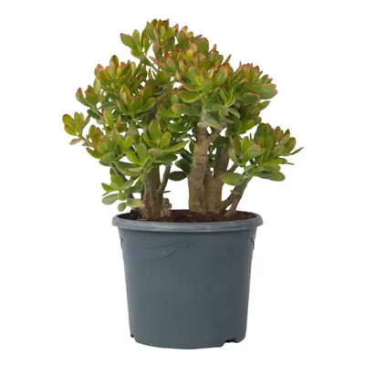 Jade plant - Crassula ovata 'Sunset' - Height 55-60cm - Ã¢Å30cm