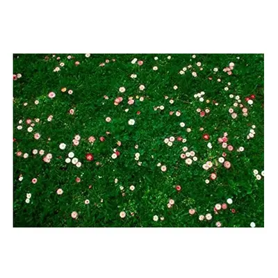 1 kg Daisy & Clover Heritage Lawn Grass Seed Cottage Garden Hard Wearing 1kg