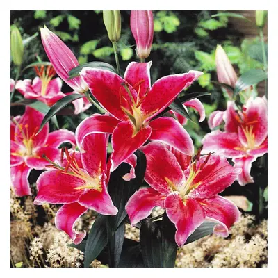 (24) STARGAZER Oriental Lily