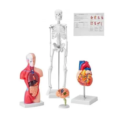 Vevor GGJRQGMX4JTS5PXUBV0 Brain Torso Body Heart Skeleton Human Anatomy Models Bundle Model - Se