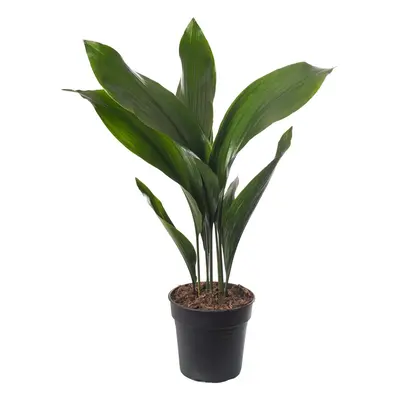 Cast Iron Plant Aspidistra Elatior Indoor House Plants Evergreen Tall Exotic