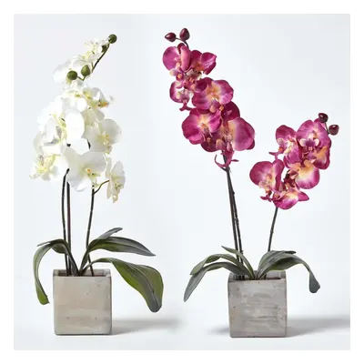 Set of Artificial Burgundy & Cream Orchids in Stone Pots, cm