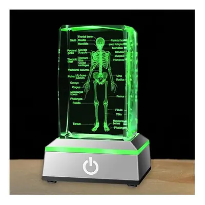 IFOLAINA 3D Human Skeleton Model Anatomy Gifts Crystal Labeled Skeleto