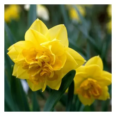 (20) APOTHEOSE DOUBLE DAFFODIL