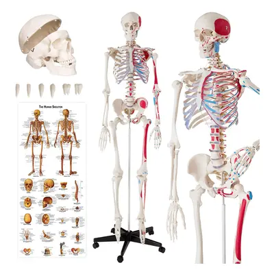 Skeleton Human Skeletal System Life Size Model Muscle Labels Anatomical Poster