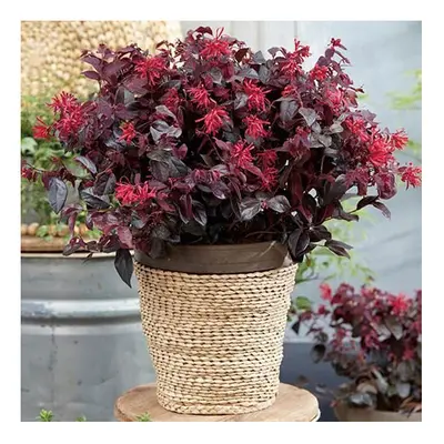 2 x year old Loropetalum 'EverRed' Chinese Witch Hazel plants shrubs