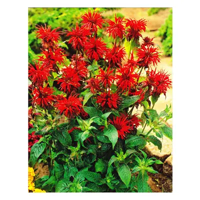 Ready Potted Litre Pot MONARDA DIDYMA CAMBRIDGE SCARLET