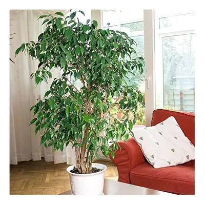 You Garden House Plant Weeping Fig Ficus benjamanica Exotica 21cm Pot 90cm Tall Large Bush Indoo