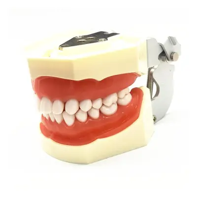 (1 piece) Dental Model Gum Teeth Teaching Model Standard Dental Typodont Model Demonstration Wit