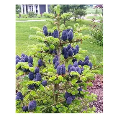 Abies Koreana Stunning & Rare Blue Cone Korean Fir baby tree 2-3L pot