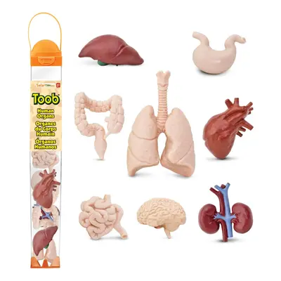 Safari Ltd. Human Organs TOOB Mini Figurines Including Brain Heart Lungs Liver Kidneys Stomach a