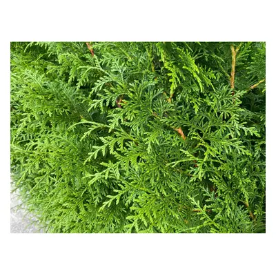 (Pack of 3) Thuja Plicata Gelderland Western Red Cedar Trees 3-4ft Supplied in Litre Pots