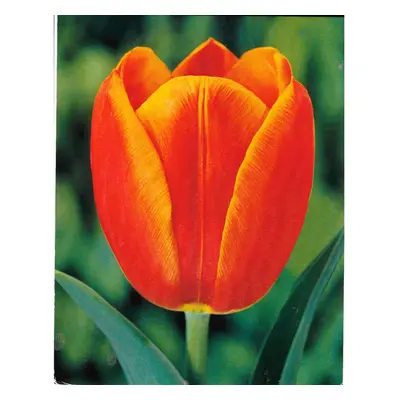 (20) ORANGE CASSINI TRIUMPH TULIPS