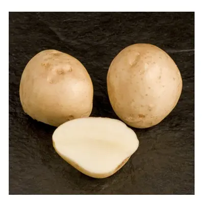 (25kgs) Seed Potatoes PENTLAND SQUIRE. Main-crop variety.