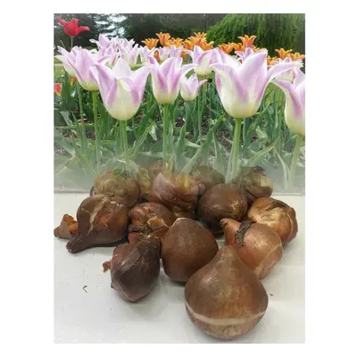 (30) ELEGANT LADY LILY FLOWERING TULIP BULBS SPRING FLOWERING GARDEN PERENNIAL