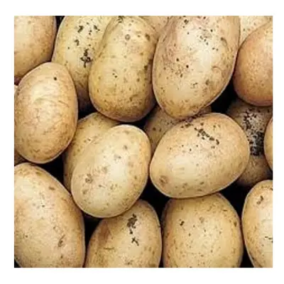 (25kgs) HOME GUARD Seed Potatoes. Second Early.