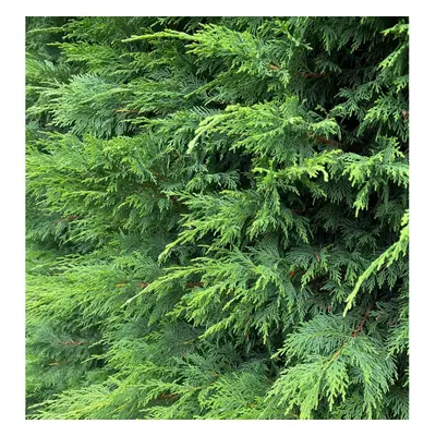 (Pack of 3) Green Leylandii Cupressocyparis Leylandii Hedging Trees 3-4ft Supplied in Litre Pots