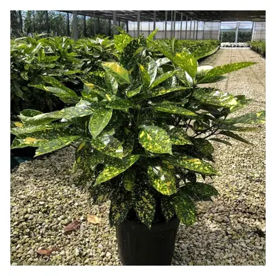 Large Bushy Evergreen Plant Aucuba japonica Variegated Spotted Laurel