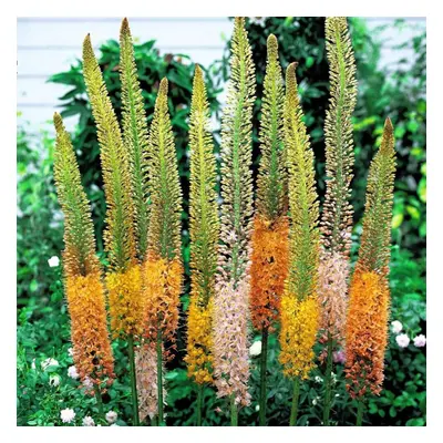 (6) EREMURUS MIXED (STENOPHYLLUS) FOXTAIL LILY