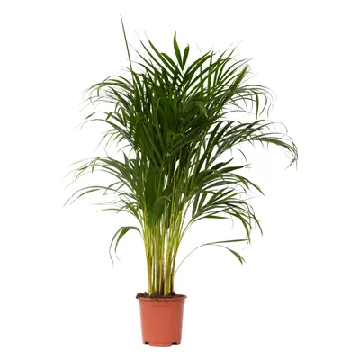 Areca palm 'Golden Cane' - Dypsis lutescens - Height 100-120cm - Ã¢Å21cm