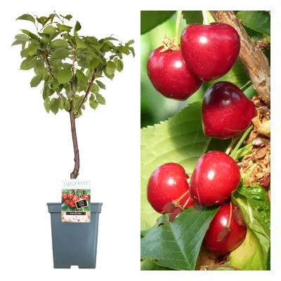 (Stella) Patio Fruit Tree Collection | Various Fruits | Ideal For Small Gardens | 2-3Ft