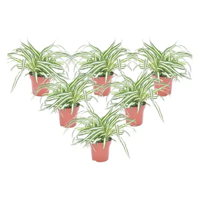 Spider plant - pcs. - Chlorophytum comosum 'Atlantic' - Height 25-40cm - Ã¢Å12cm