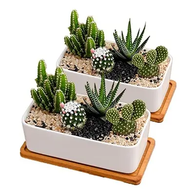 White Ceramic Plant Pots Indoor, Succulent Plant Pot Small Plant Pots for Home Office Decoration