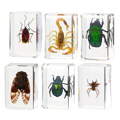 6-Pack Insect Resin Specimen Cicada Collection Paperweight Resin Specimen Different Insect Speci