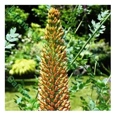 (6) Eremurus Cleopatra (Foxtail Lily)