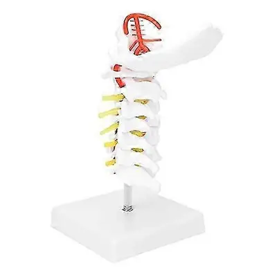 Human Cervical Vertebra Model Body Anatomy Replica PVC Model Spine Nerves Anatomical Model for D