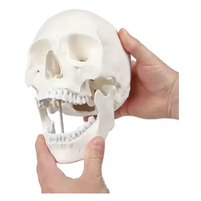 Axis Scientific Human Skull Model for Anatomy Life Size 3Part Anatomy Skull Includes Skull Cap w