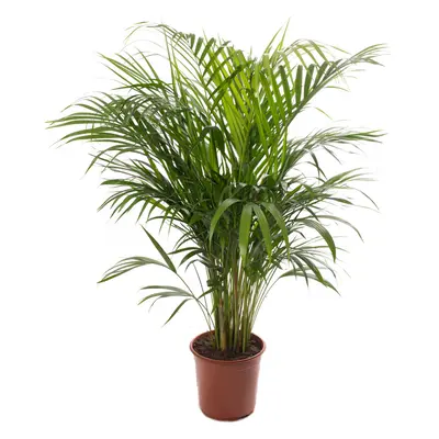 Areca Palm Tall Indoor Houseplant Real Exotic Tropical Plant 100-120cm