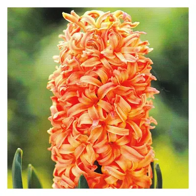 (6) Hyacinth - GYPSY QUEEN CHRISTMAS FLOWERING