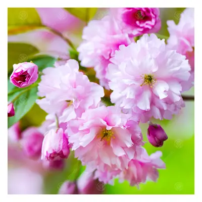 Prunus 'Kanzan' | Japanese Flowering Cherry | Ornamental Garden Tree | 5-6Ft