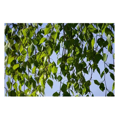 Weeping Silver Birch Tree Betula Youngii 4-5ft Tall Supplied in a Litre Pot